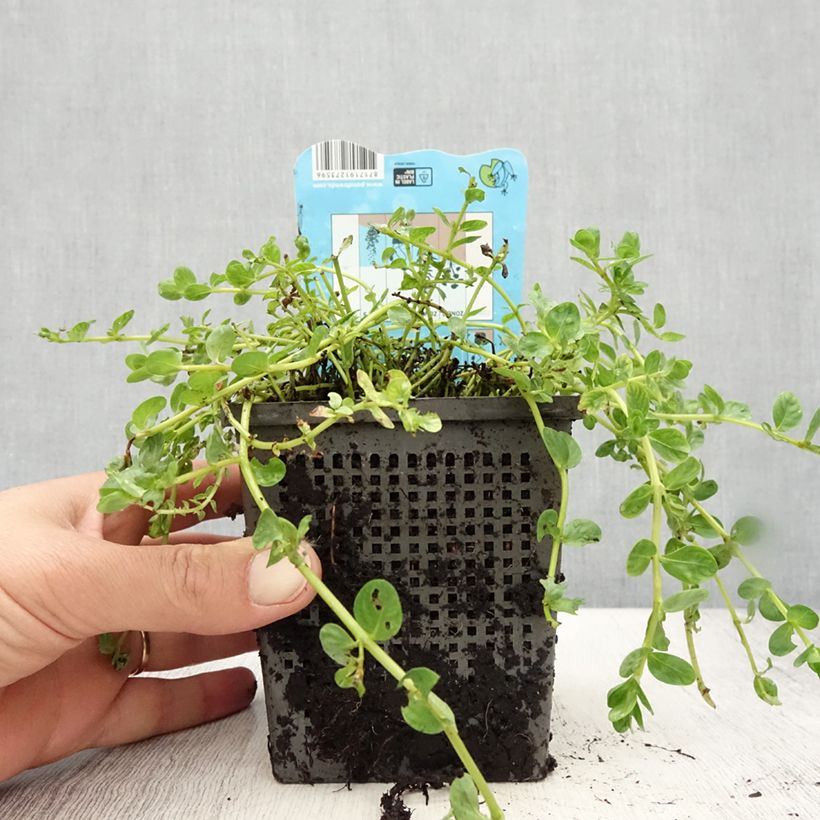 Esimerkki kesällä toimitetusta Rotala rotundifolia Green - Rotala à feuilles rondes Pot de 1L/1,5L-taimesta