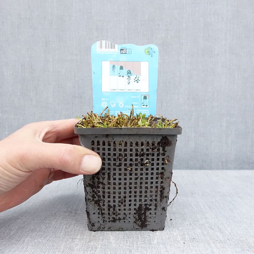 Esimerkki keväällä toimitetusta Hentorotala Green 1 litran / 1,5 litran ruukku-taimesta