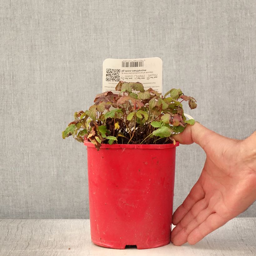 Esimerkki kesällä toimitetusta Rubus arcticus Beata - Framboisier de l'arctique Pot de 2L/3L-taimesta