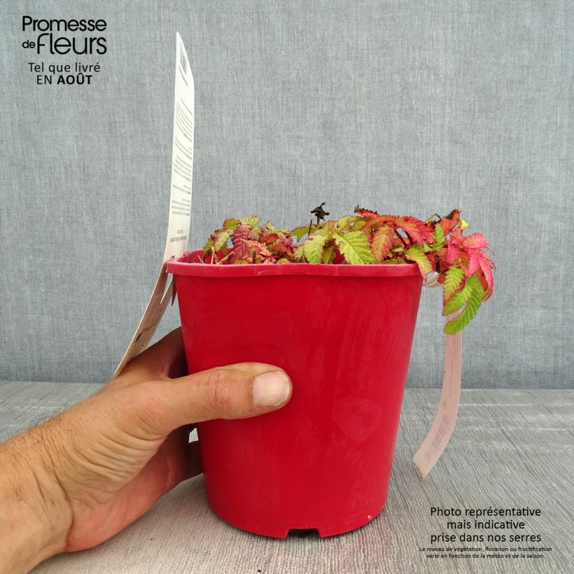 Esimerkki kesällä toimitetusta Aitokarhunvatukka - Rubus illecebrosus Pot de 2L/3L-taimesta