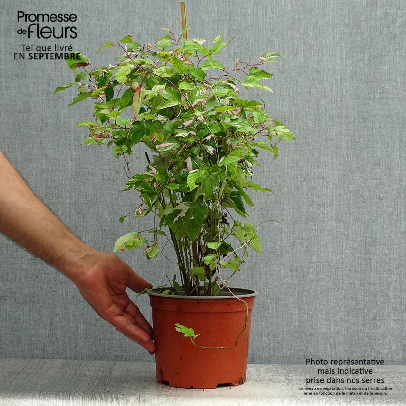 Esimerkki syksyllä toimitetusta Rubus microphyllus Variegatus - Ronce d'ornement panachée Pot de 3L/4L-taimesta