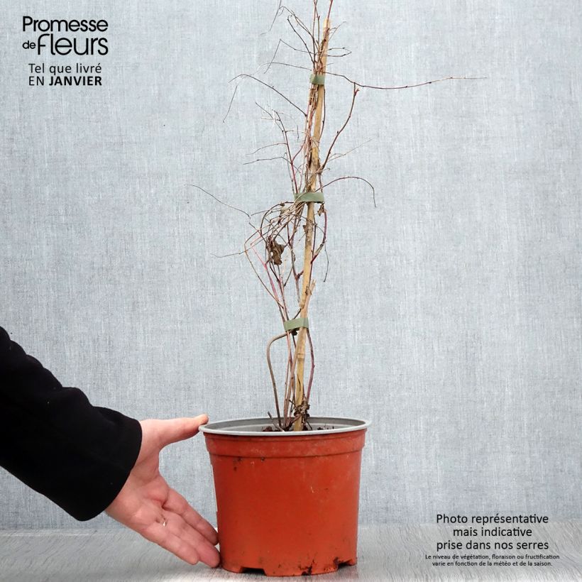 Esimerkki keväällä toimitetusta Aitokarhunvatukka Variegatus Pot de 3L/4L-taimesta