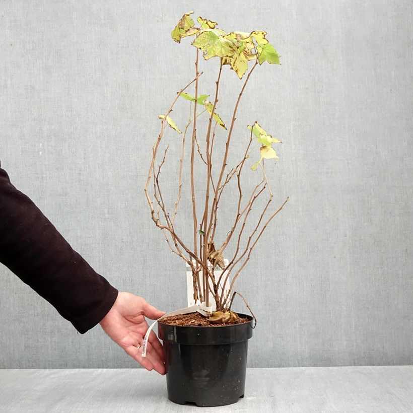 Esimerkki syksyllä toimitetusta Tuoksuvatukka - Rubus odoratus 3 litran/4 litran ruukku-taimesta