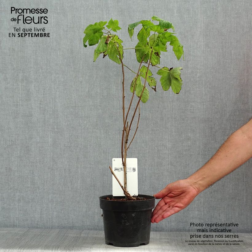 Esimerkki kesällä toimitetusta Tuoksuvatukka - Rubus odoratus Pot de 3L/4L-taimesta