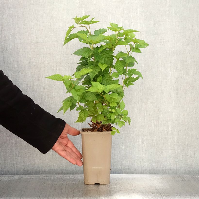 Esimerkki syksyllä toimitetusta Alaskanvatukka Pacific Rose - Rubus spectabilis 1,5 litran / 2 litran kannu, Mätäs-taimesta