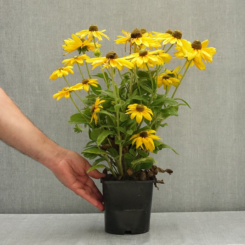 Esimerkki kesällä toimitetusta Päivänhattu Sunbeckia Ophelia 2 litran/3 litran ruukku-taimesta