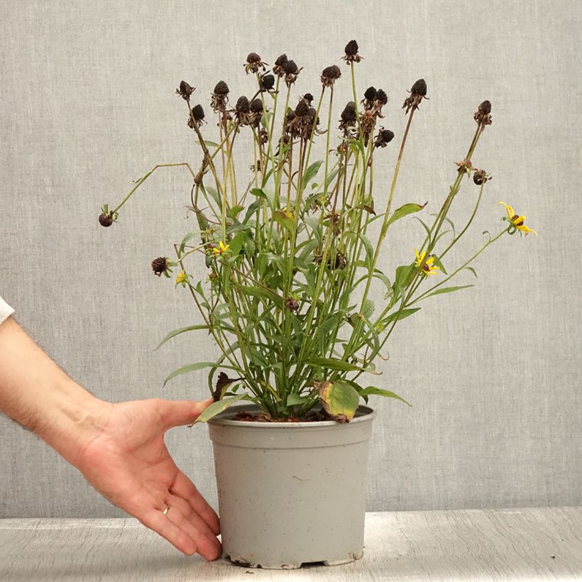 Esimerkki syksyllä toimitetusta Rudbeckia fulgida Little Goldstar Pot de 3L/4L-taimesta