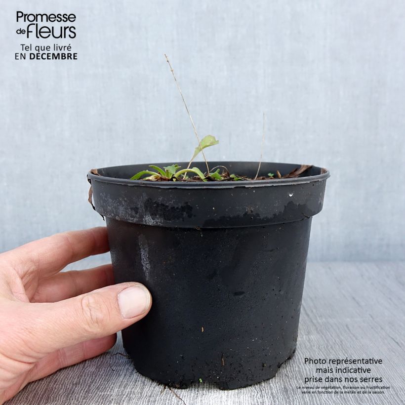 Esimerkki syksyllä toimitetusta Rudbeckia occidentalis Green Wizard Pot de 2L/3L-taimesta