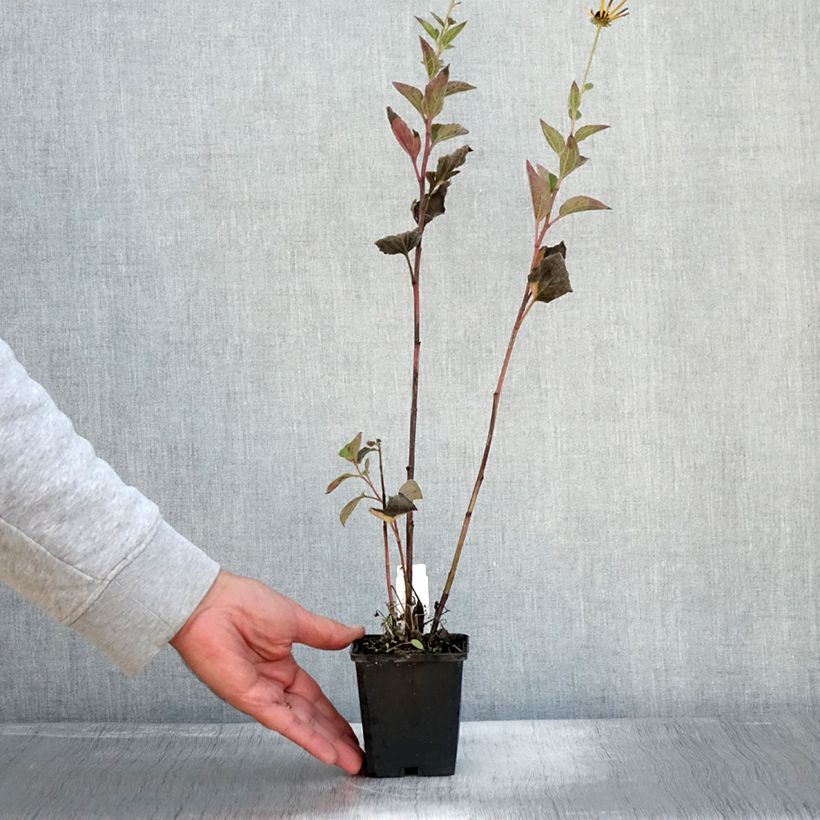 Esimerkki syksyllä toimitetusta Preeriapäivänhattu Little Henry 8/9 cm taimiruukku-taimesta