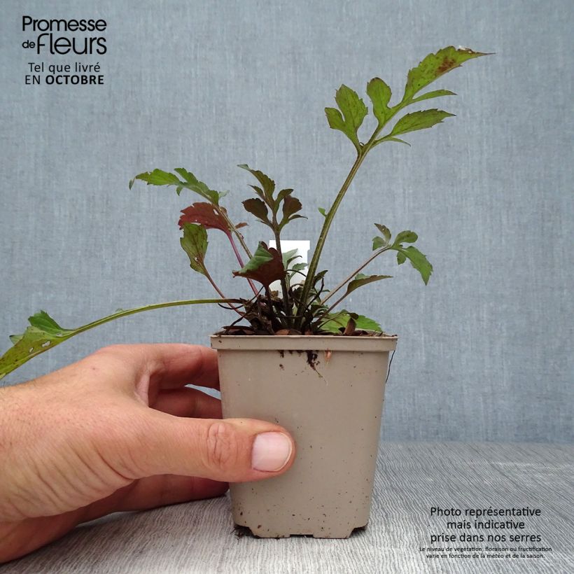 Esimerkki syksyllä toimitetusta Silmäpäivänhattu Prairie Glow 8/9 cm taimiruukku-taimesta