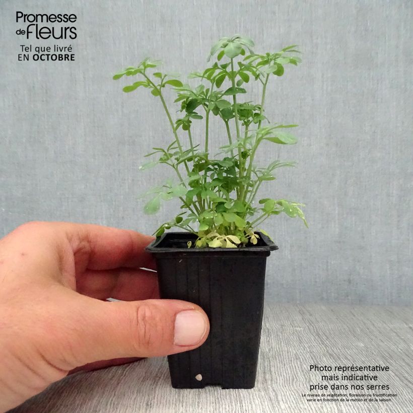 Esimerkki syksyllä toimitetusta Tuoksuruuta - Ruta graveolens 7/8 cm taimiruukku-taimesta