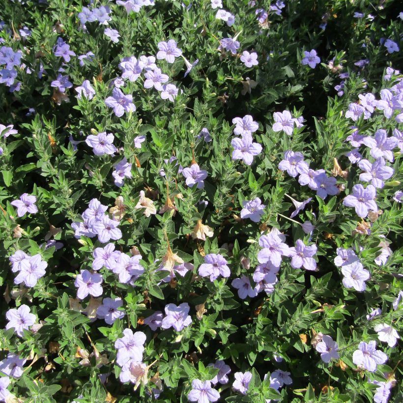 Ruellia humilis (Kasvutapa)