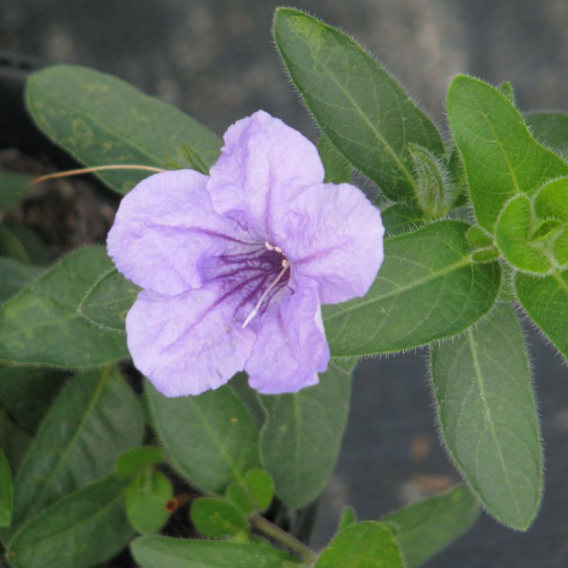 Ruellia humilis (Kukinta)