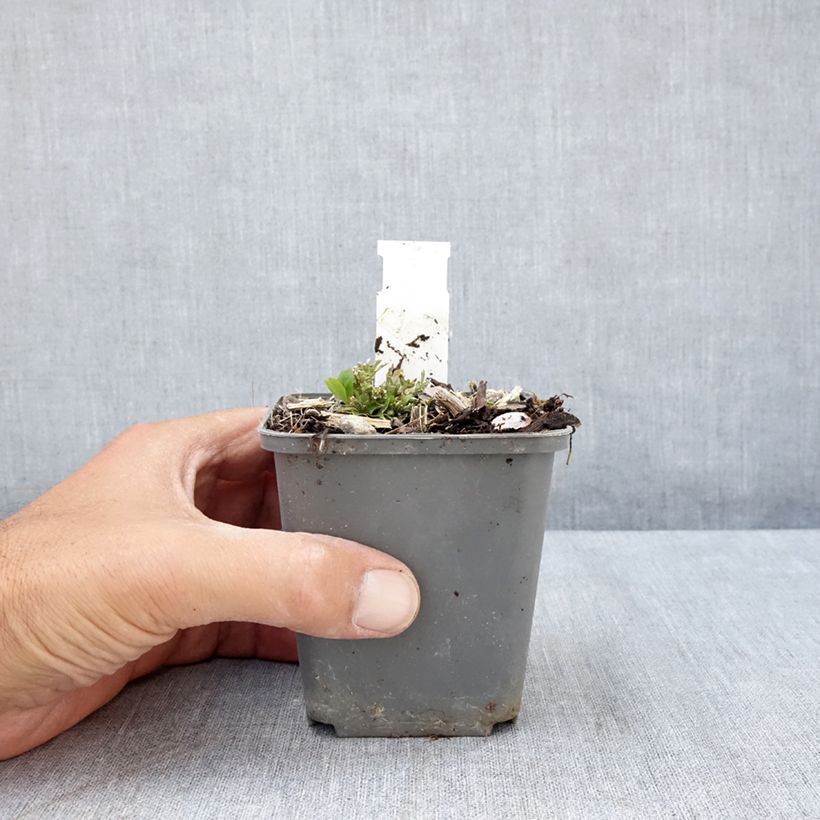 Esimerkki kesällä toimitetusta Ruellia humilis Godet de 8/9 cm-taimesta