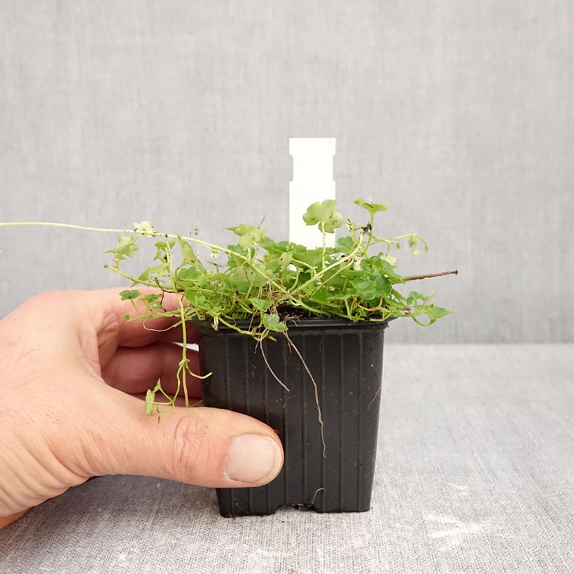Esimerkki syksyllä toimitetusta Rauniokilkka Alba 8/9 cm taimiruukku-taimesta