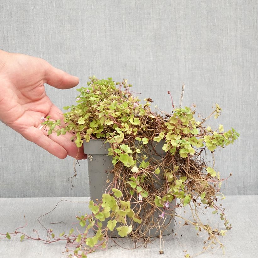 Esimerkki kesällä toimitetusta Rauniokilkka - Cymbalaria muralis Ruukku 2L / 3L-taimesta