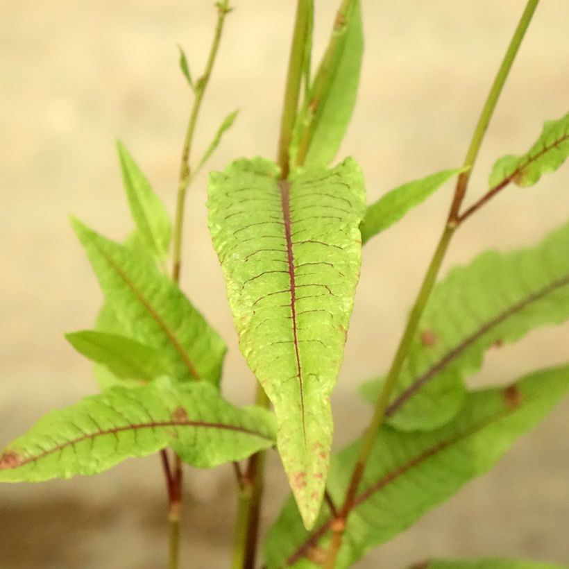 Rumex sauvignea (Lehvistö)