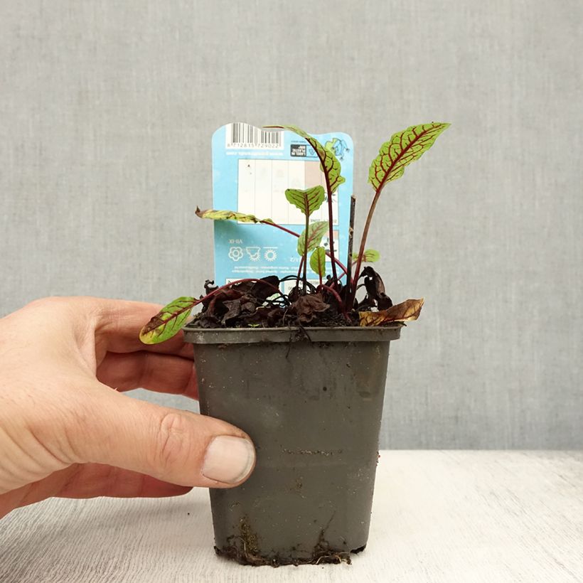 Esimerkki syksyllä toimitetusta Rumex sauvignea 8/9 cm taimiruukku-taimesta