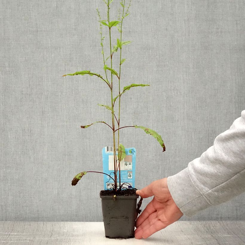 Esimerkki kesällä toimitetusta Rumex sauvignea - Oseille d'étang Godet de 8/9 cm-taimesta