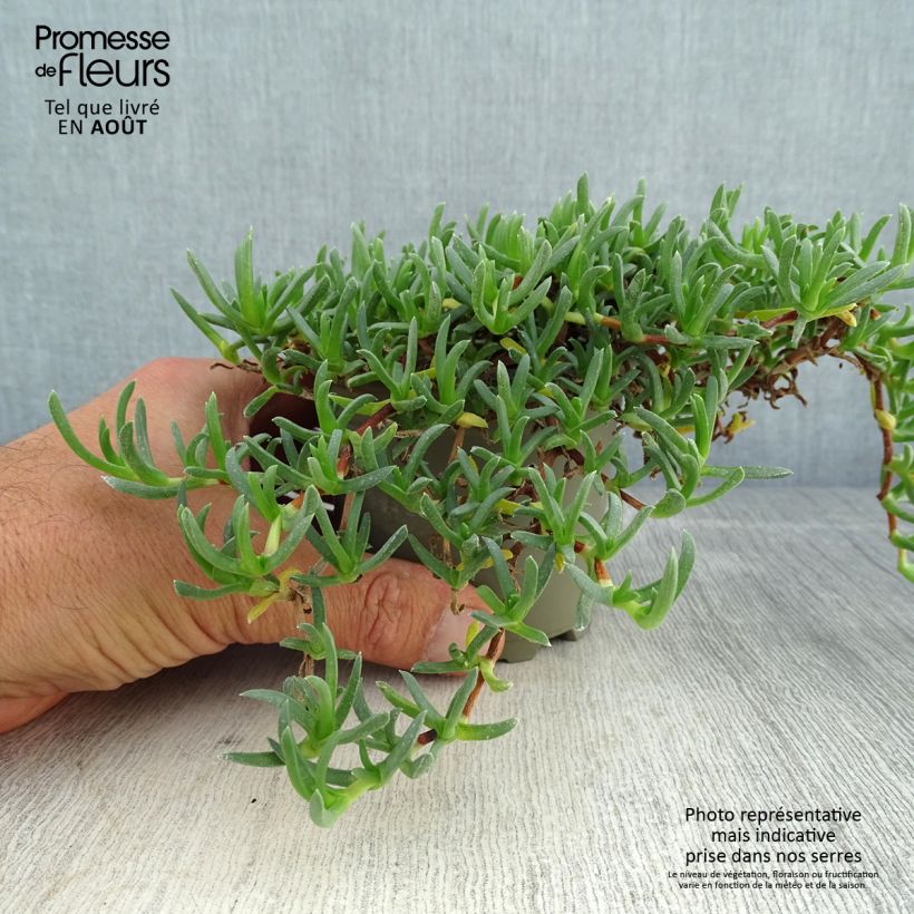 Esimerkki kesällä toimitetusta Ruschia prostrata Godet de 8/9 cm-taimesta