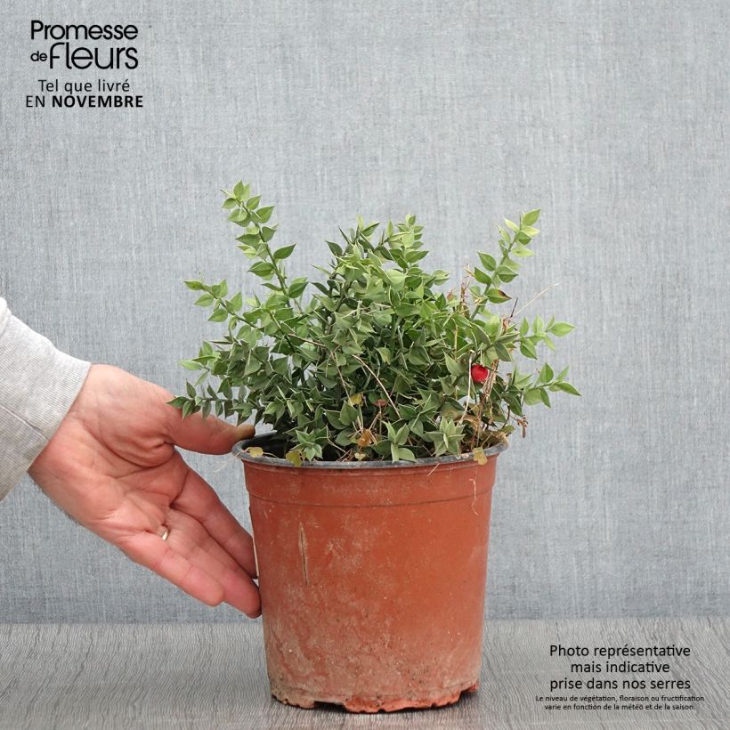 Esimerkki syksyllä toimitetusta Pikkuruskus - Ruscus aculeatus 2 litran/3 litran ruukku-taimesta