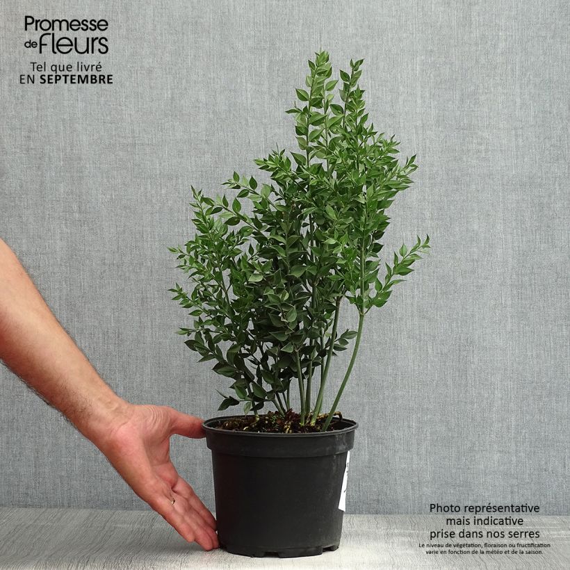 Esimerkki kesällä toimitetusta Pikkuruskus - Ruscus aculeatus Pot de 2L/3L-taimesta