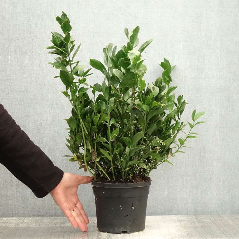 Esimerkki syksyllä toimitetusta Isoruskus - Ruscus hypoglossum 3 litran/4 litran ruukku-taimesta