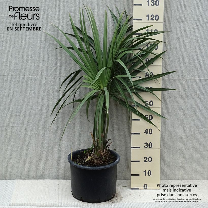 Esimerkki kesällä toimitetusta Pikkupalmetto - Sabal minor Pot de 20L/25L-taimesta