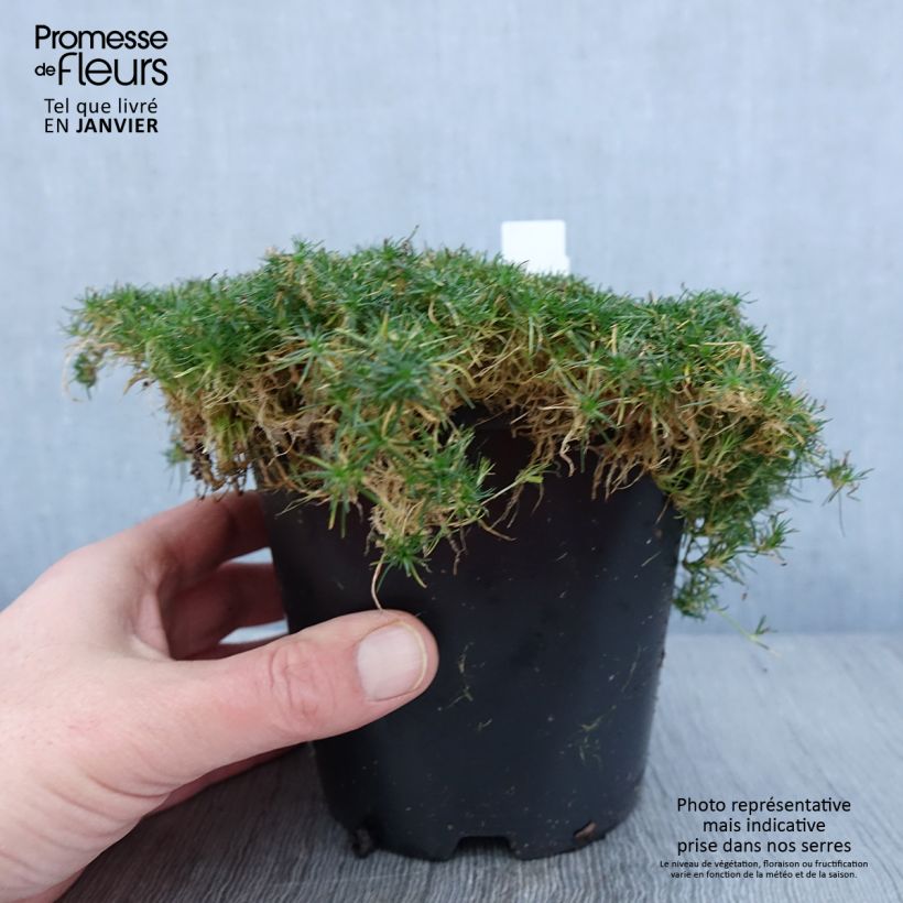 Esimerkki talvella toimitetusta Polkuhaarikko Green Moss 1,5 litran / 2 litran kannu-taimesta