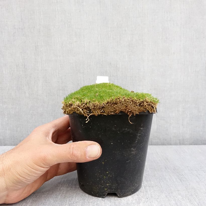 Esimerkki keväällä toimitetusta Sagina Green Moss - Sagine subulée Pot de 1,5L/2L-taimesta