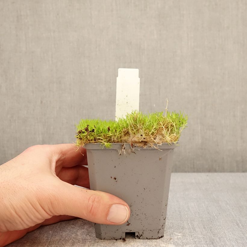 Esimerkki talvella toimitetusta Polkuhaarikko Lime Moss Godet de 8/9 cm-taimesta