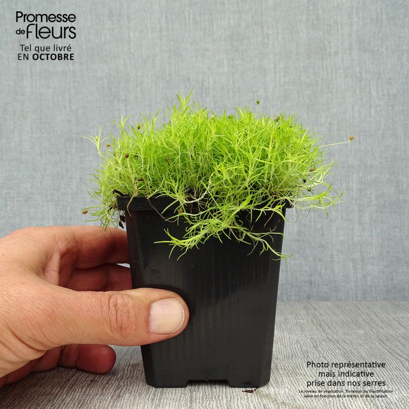 Esimerkki syksyllä toimitetusta Polkuhaarikko Aurea 8/9 cm taimiruukku-taimesta
