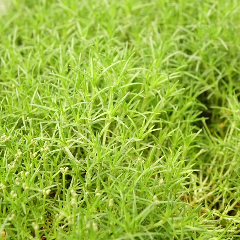 Polkuhaarikko Pine Green (Lehvistö)