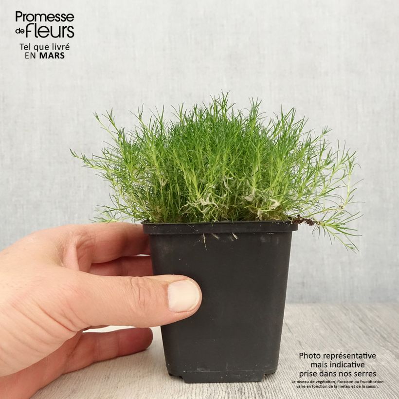 Esimerkki keväällä toimitetusta Polkuhaarikko Scottish Moss 8/9 cm taimiruukku-taimesta