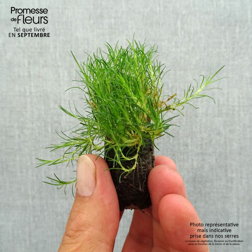Esimerkki syksyllä toimitetusta Polkuhaarikko Scottish Moss Minipaakku Ø 1,5/2,5 cm-taimesta