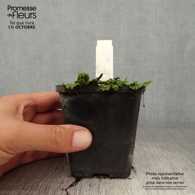 Esimerkki syksyllä toimitetusta Pystykeiholehti Flore Pleno 8/9 cm taimiruukku-taimesta