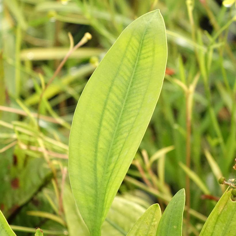 Keiholehti - Sagittaria graminea (Lehvistö)