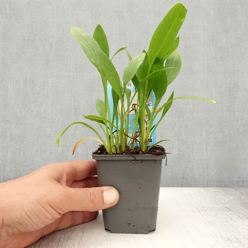 Esimerkki kesällä toimitetusta Sagittaria graminea - Sagittaire à feuilles de graminée Godet de 8/9 cm-taimesta