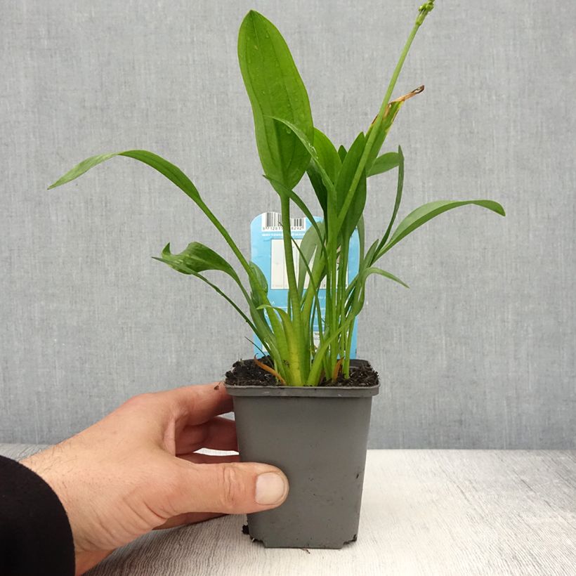 Esimerkki keväällä toimitetusta Keiholehti - Sagittaria graminea 8/9 cm taimiruukku-taimesta