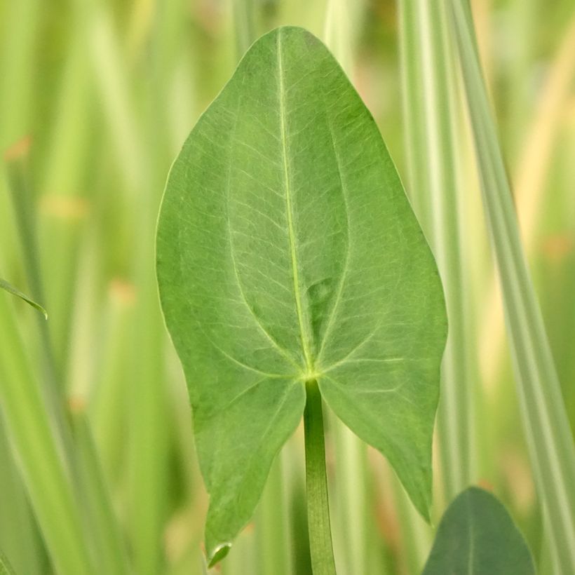 Amerikankeiholehti - Sagittaria latifolia (Lehvistö)