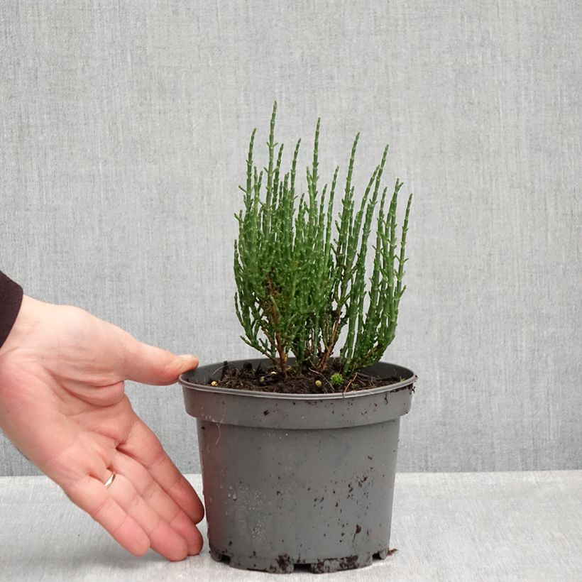 Esimerkki syksyllä toimitetusta Suolayrtti - Salicornia europaea 1,5 litran / 2 litran kannu-taimesta