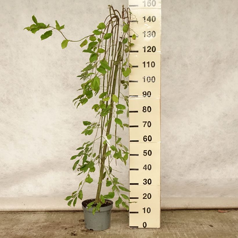 Esimerkki kesällä toimitetusta Raita Kilmarnock (mâle) Pot de 4L/5L, Tige-taimesta