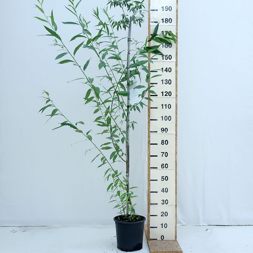 Esimerkki kesällä toimitetusta Raita - Salix caprea Pot de 7,5L/10L-taimesta