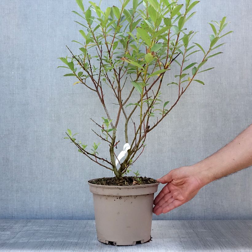 Esimerkki kesällä toimitetusta Puuteripaju Mount Aso Pot de 4L/5L-taimesta