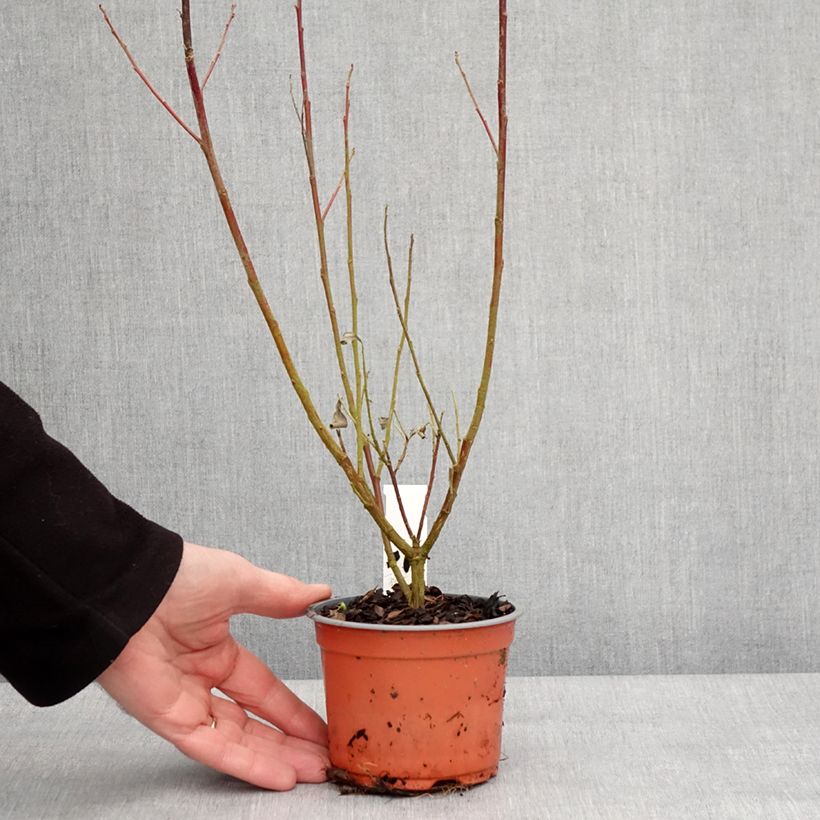 Esimerkki talvella toimitetusta Salix chaenomeloides Mount Aso - Saule japonais Godet de 8/9 cm-taimesta