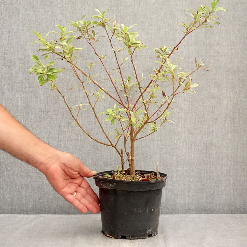 Esimerkki kesällä toimitetusta Puuteripaju Mount Aso Pot de 2L/3L-taimesta