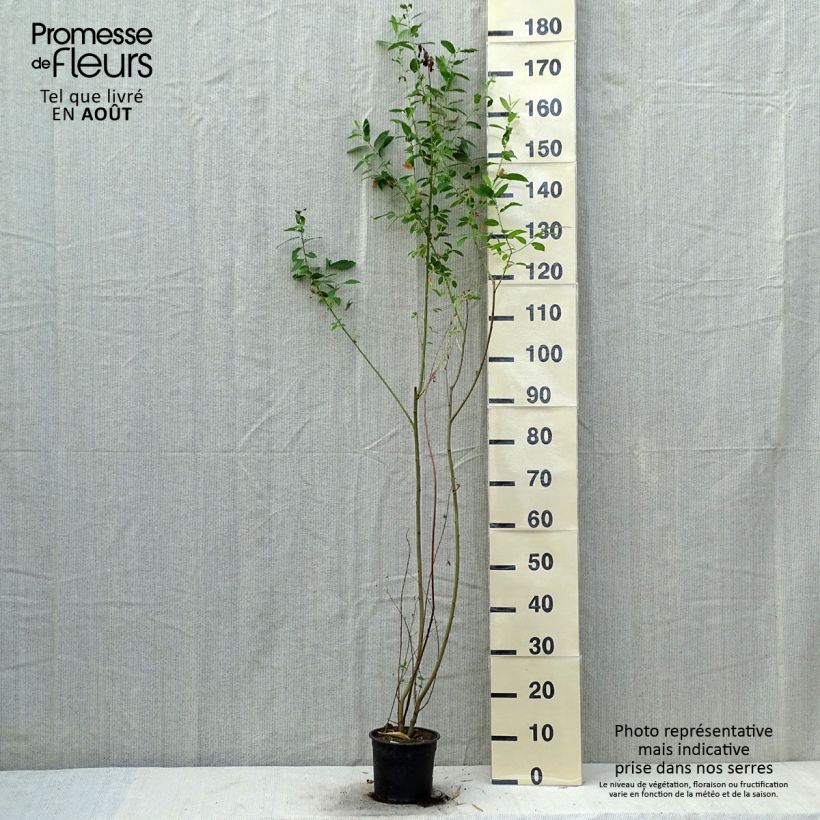 Esimerkki kesällä toimitetusta Tuhkapaju - Salix cinerea Pot de 2L/3L-taimesta