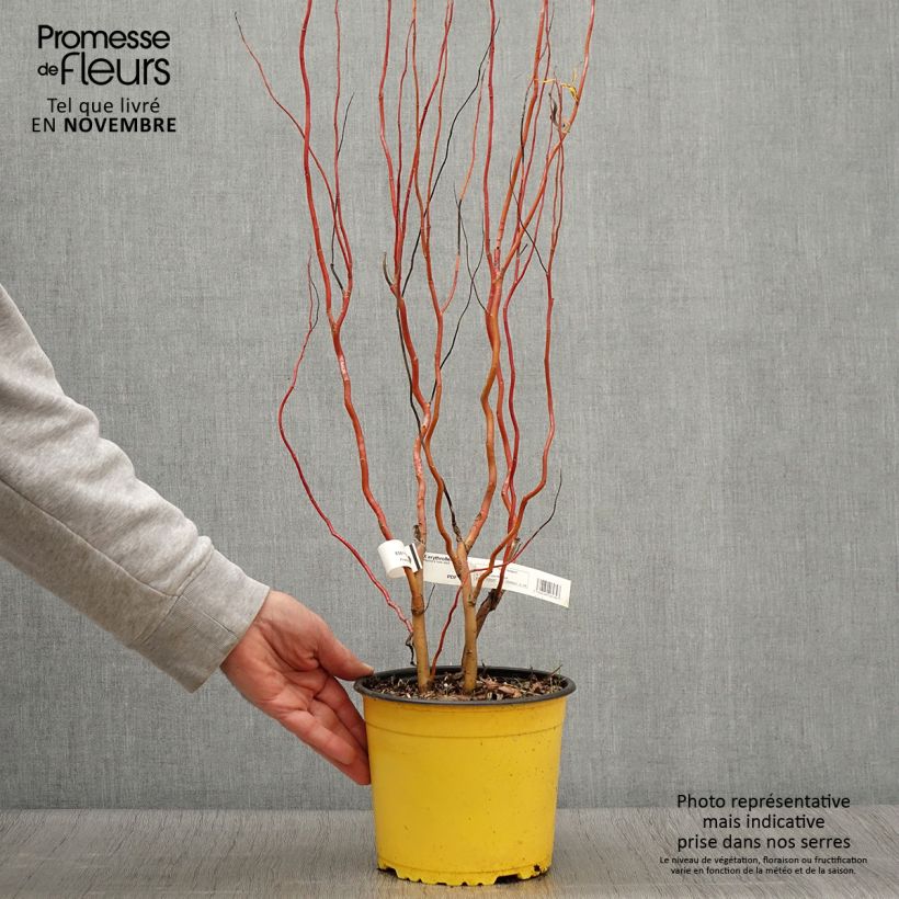 Esimerkki syksyllä toimitetusta Paju - Salix erythroflexuosa 3 litran/4 litran ruukku-taimesta