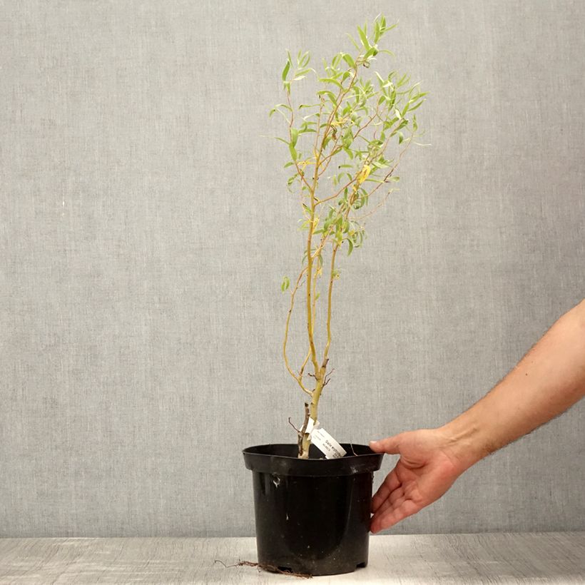 Esimerkki kesällä toimitetusta Paju - Salix erythroflexuosa 3 litran/4 litran ruukku-taimesta