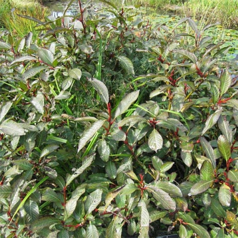 Paju - Salix fargesii (Kasvutapa)
